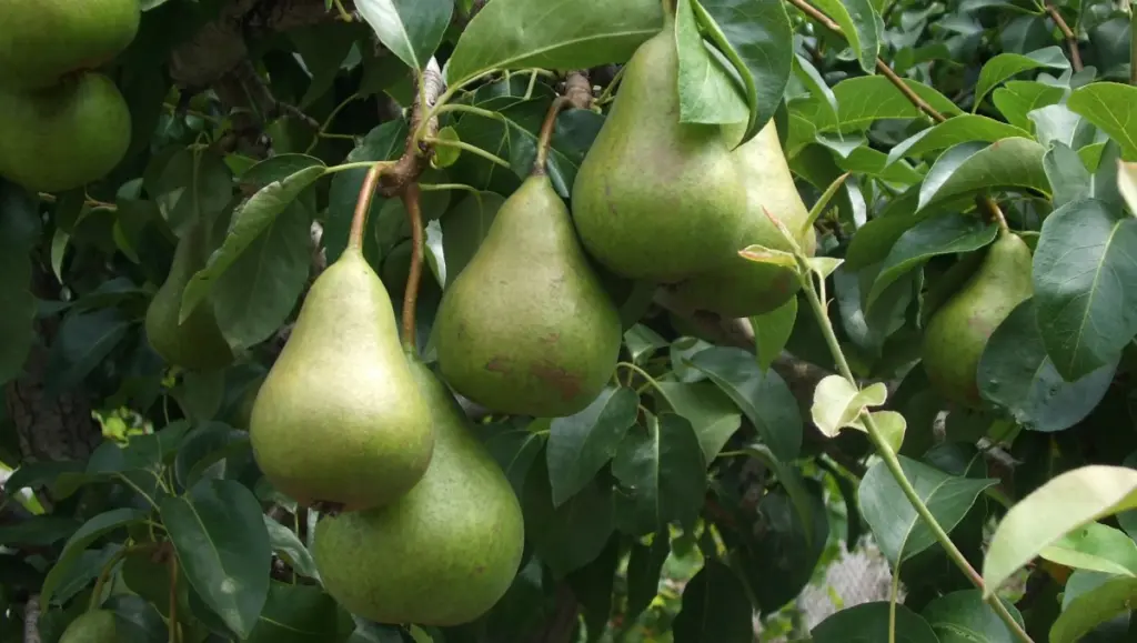 peren_0