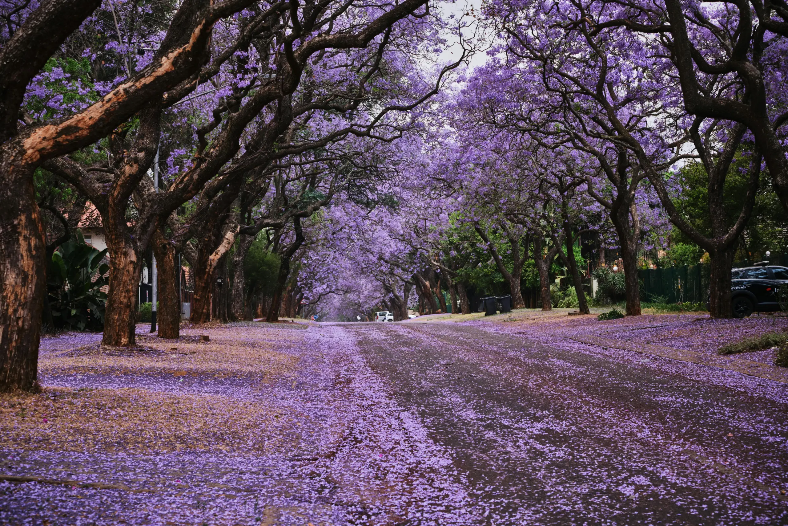 Street in Pretoria of Jacarandas in full bloom with purple flowers in the street