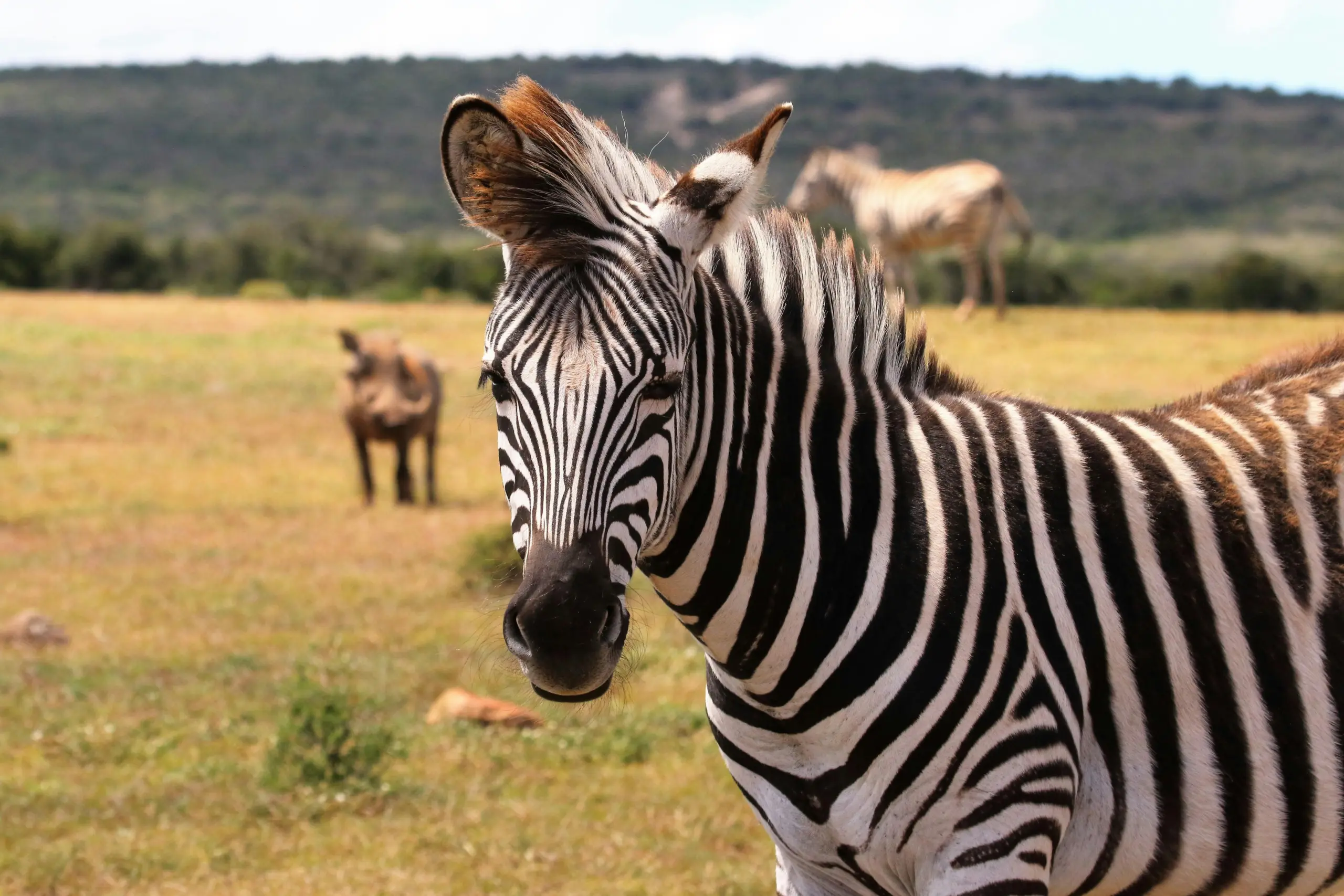 Zebra standing in an open field in the Eastern Cape